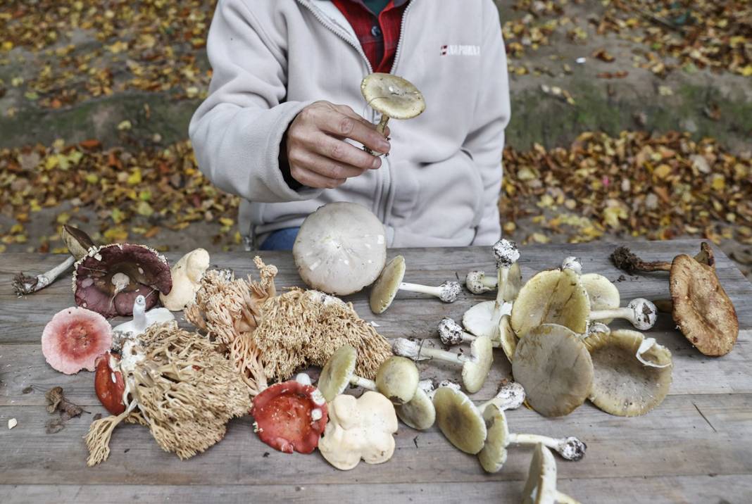 Uzmanından mantar uyarısı: Dünyanın en zehirli mantarına ikizi kadar benziyor 21