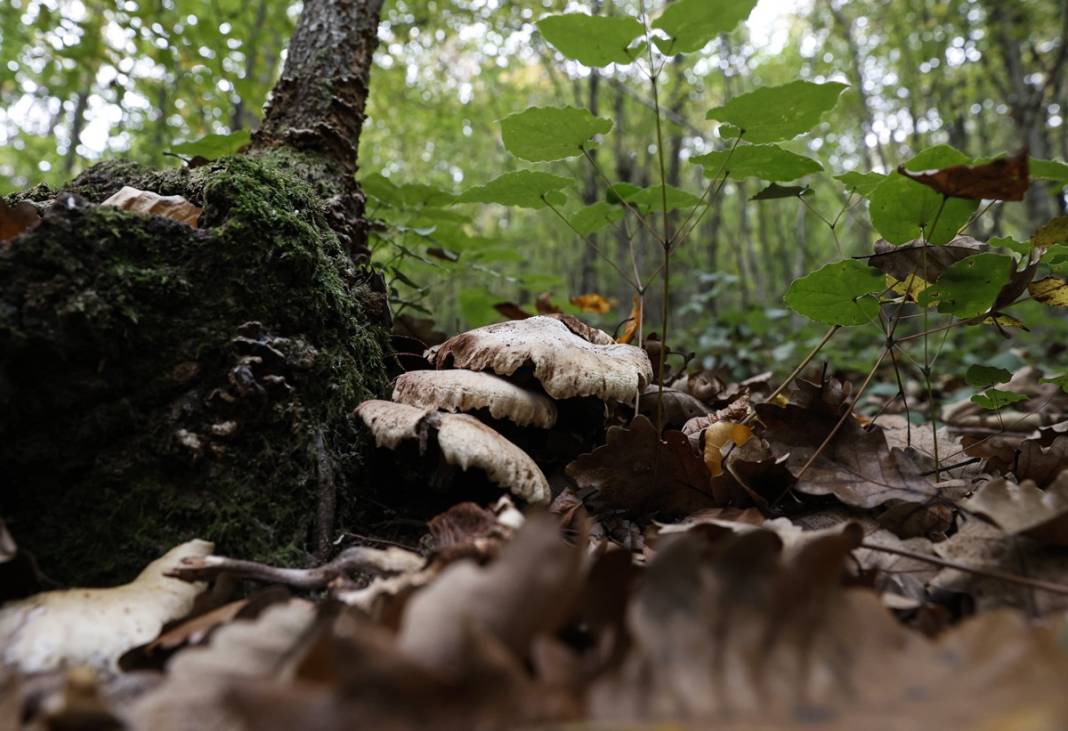 Uzmanından mantar uyarısı: Dünyanın en zehirli mantarına ikizi kadar benziyor 18