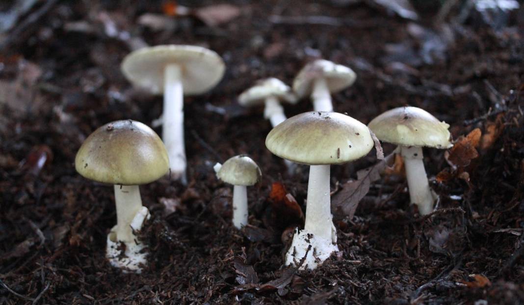 Uzmanından mantar uyarısı: Dünyanın en zehirli mantarına ikizi kadar benziyor 16