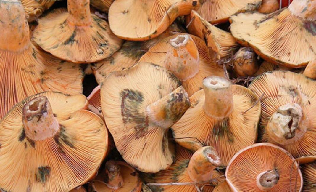 Uzmanından mantar uyarısı: Dünyanın en zehirli mantarına ikizi kadar benziyor 13