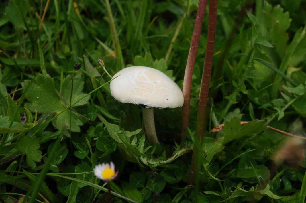 Uzmanından mantar uyarısı: Dünyanın en zehirli mantarına ikizi kadar benziyor 12