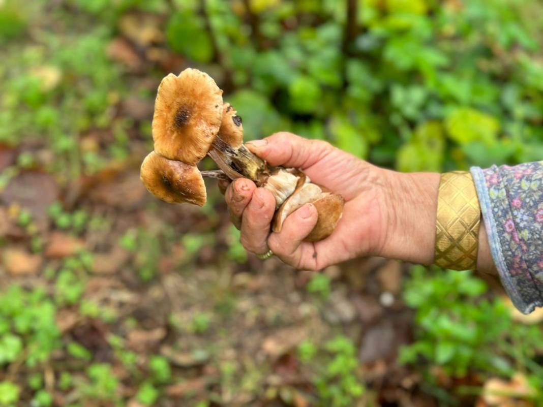 Uzmanından mantar uyarısı: Dünyanın en zehirli mantarına ikizi kadar benziyor 11