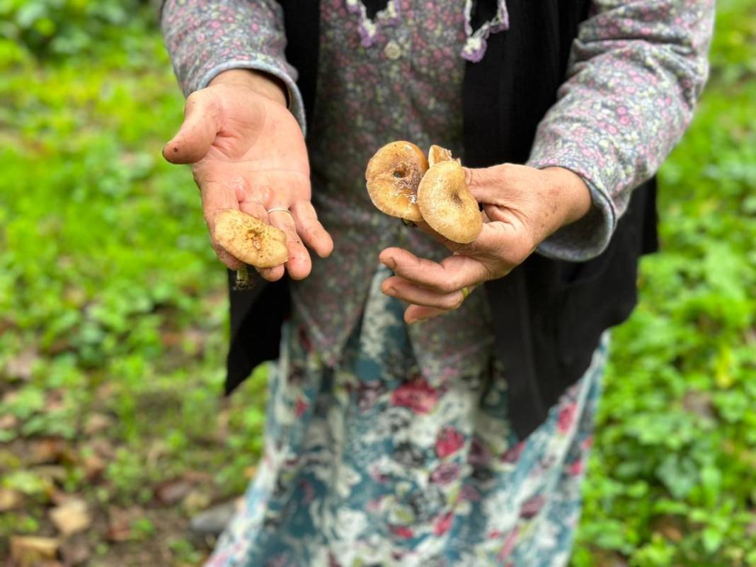 Uzmanından mantar uyarısı: Dünyanın en zehirli mantarına ikizi kadar benziyor 10
