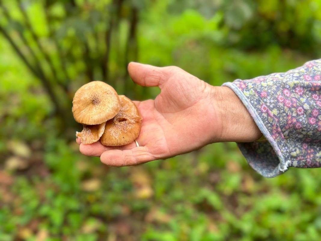Uzmanından mantar uyarısı: Dünyanın en zehirli mantarına ikizi kadar benziyor 9