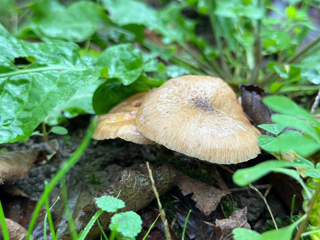 Uzmanından mantar uyarısı: Dünyanın en zehirli mantarına ikizi kadar benziyor 8