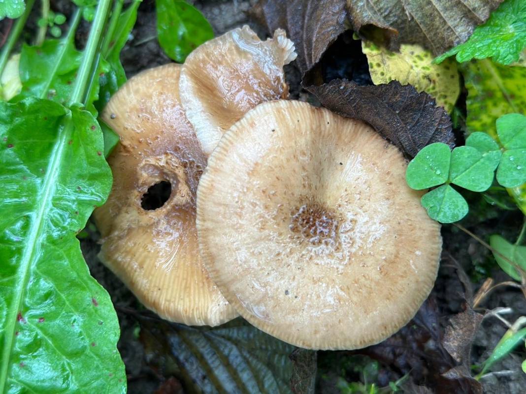 Uzmanından mantar uyarısı: Dünyanın en zehirli mantarına ikizi kadar benziyor 6