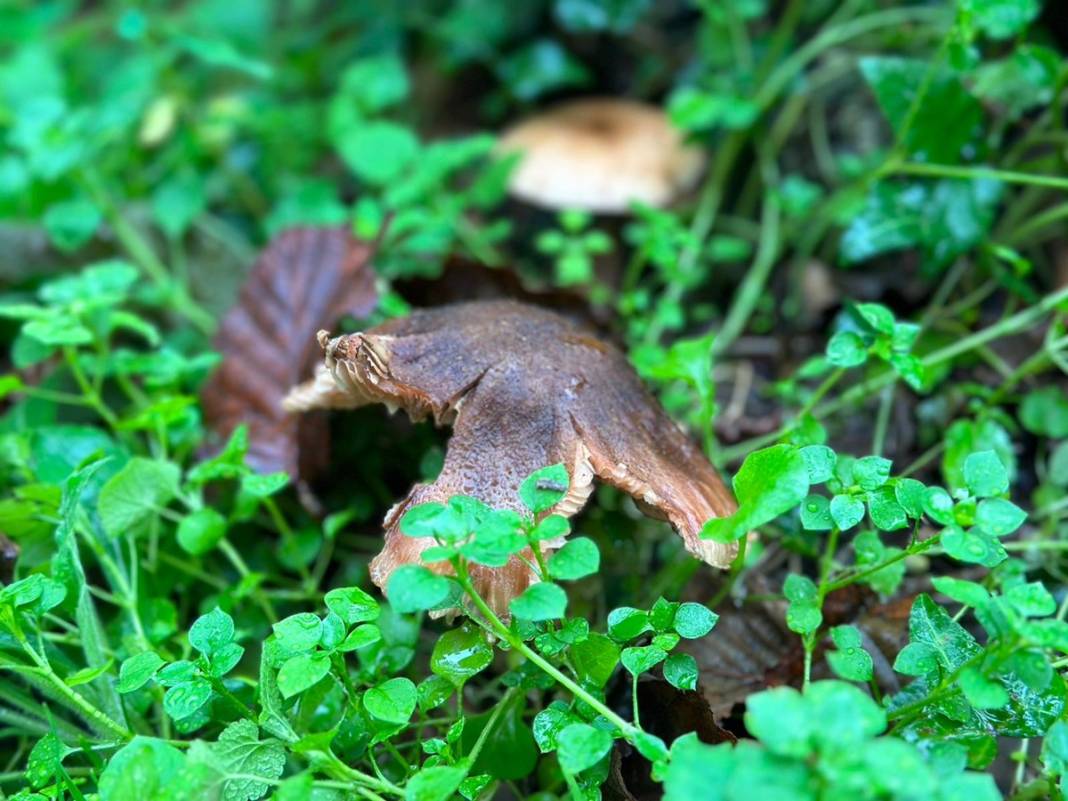 Uzmanından mantar uyarısı: Dünyanın en zehirli mantarına ikizi kadar benziyor 7