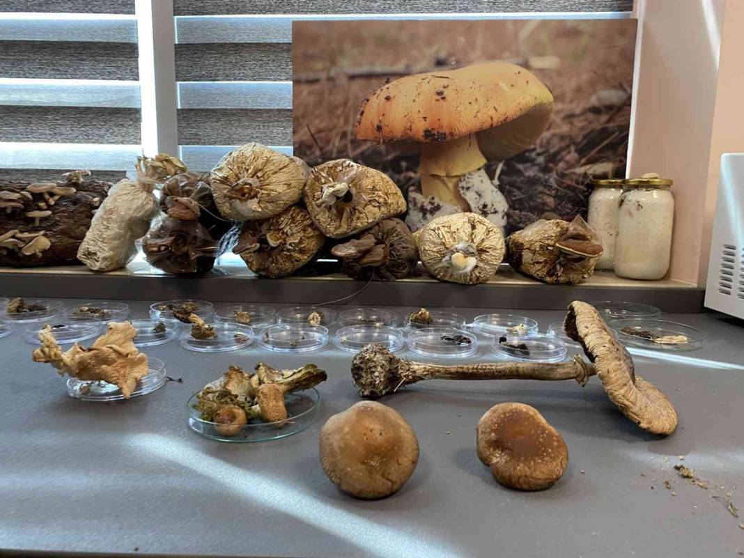 Uzmanından mantar uyarısı: Dünyanın en zehirli mantarına ikizi kadar benziyor 5