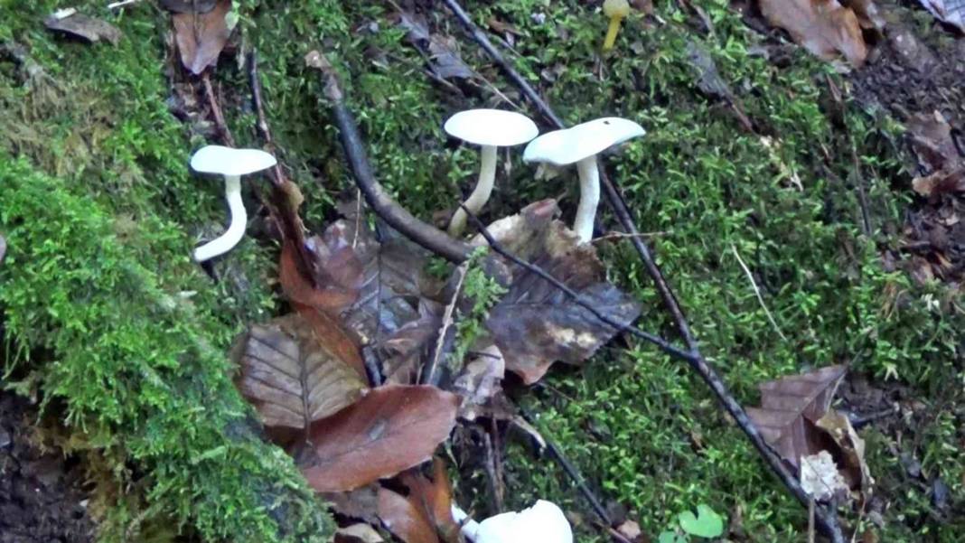 Uzmanından mantar uyarısı: Dünyanın en zehirli mantarına ikizi kadar benziyor 4