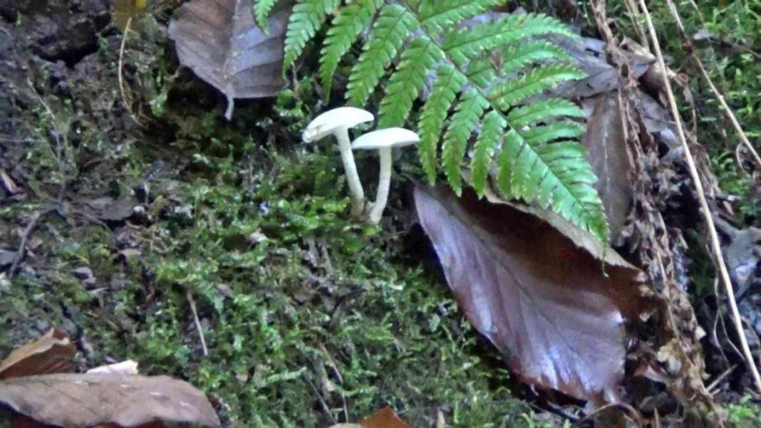 Uzmanından mantar uyarısı: Dünyanın en zehirli mantarına ikizi kadar benziyor 3