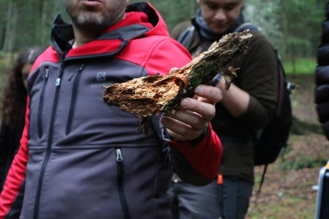 Uzmanından mantar uyarısı: Dünyanın en zehirli mantarına ikizi kadar benziyor 1