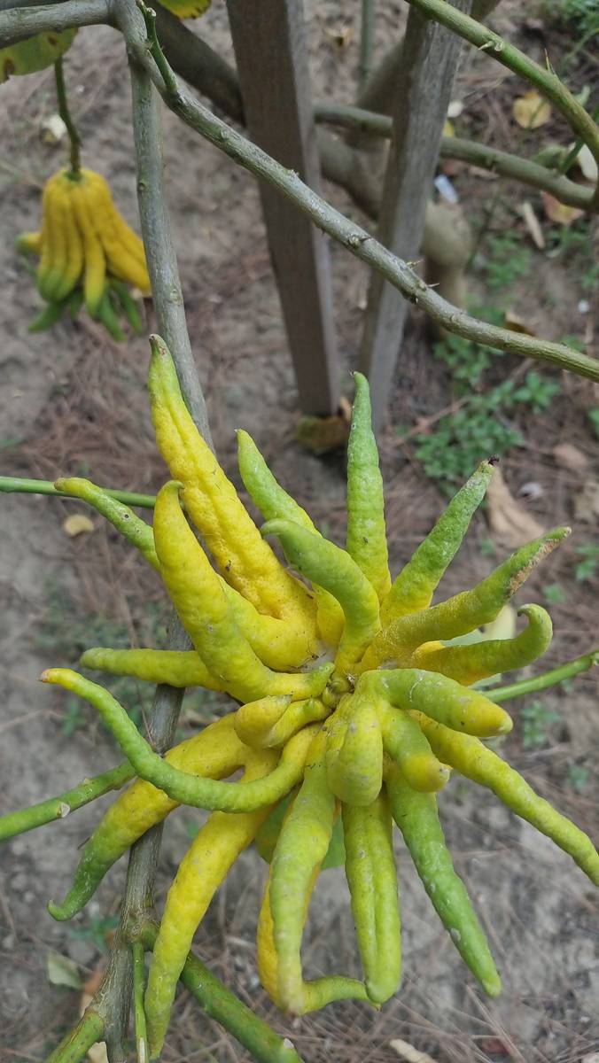Adı: Buda'nın Eli... İnternette tesadüfen görüp dikti, gören 'Bu nasıl bir şey' diyor 7