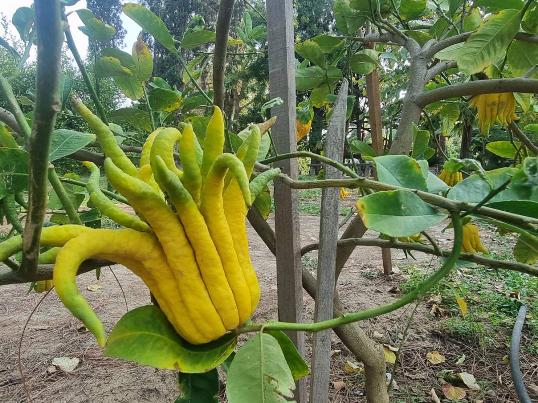 Adı: Buda'nın Eli... İnternette tesadüfen görüp dikti, gören 'Bu nasıl bir şey' diyor 4