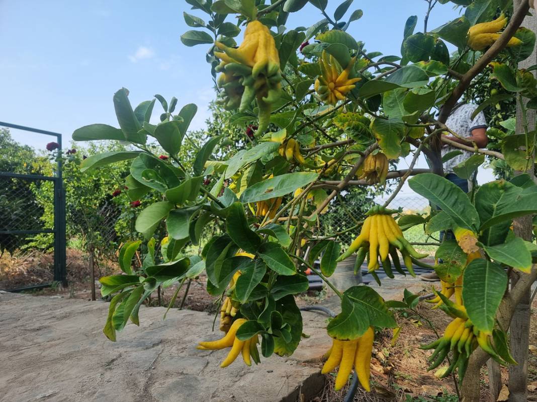 Adı: Buda'nın Eli... İnternette tesadüfen görüp dikti, gören 'Bu nasıl bir şey' diyor 5