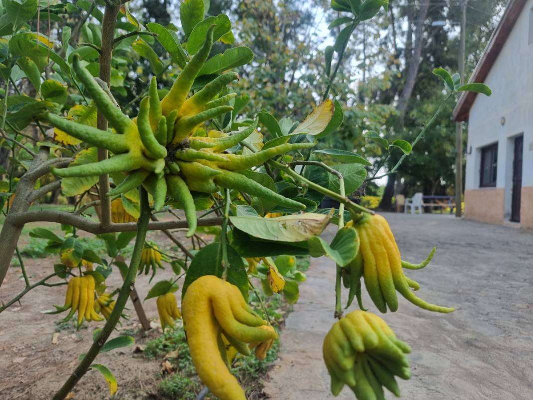 Adı: Buda'nın Eli... İnternette tesadüfen görüp dikti, gören 'Bu nasıl bir şey' diyor 6