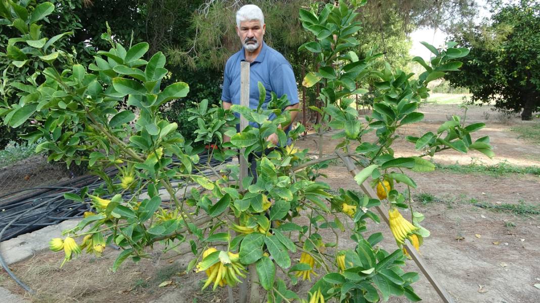 Adı: Buda'nın Eli... İnternette tesadüfen görüp dikti, gören 'Bu nasıl bir şey' diyor 1