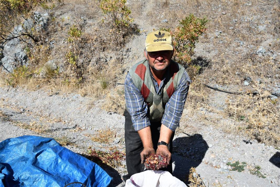 Doğanın hediyesi! İsmini duyan şaşırıyor, faydaları saymakla bitmiyor 6