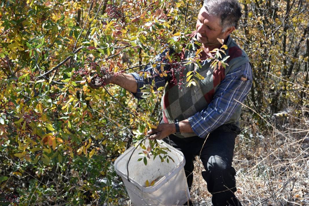 Doğanın hediyesi! İsmini duyan şaşırıyor, faydaları saymakla bitmiyor 7