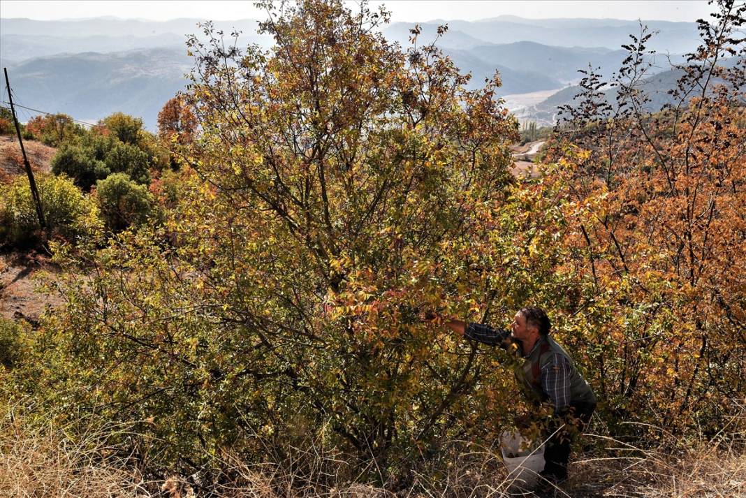 Doğanın hediyesi! İsmini duyan şaşırıyor, faydaları saymakla bitmiyor 5