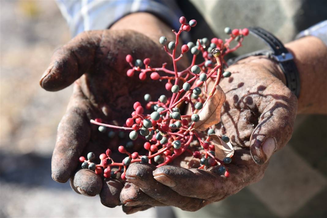 Doğanın hediyesi! İsmini duyan şaşırıyor, faydaları saymakla bitmiyor 8