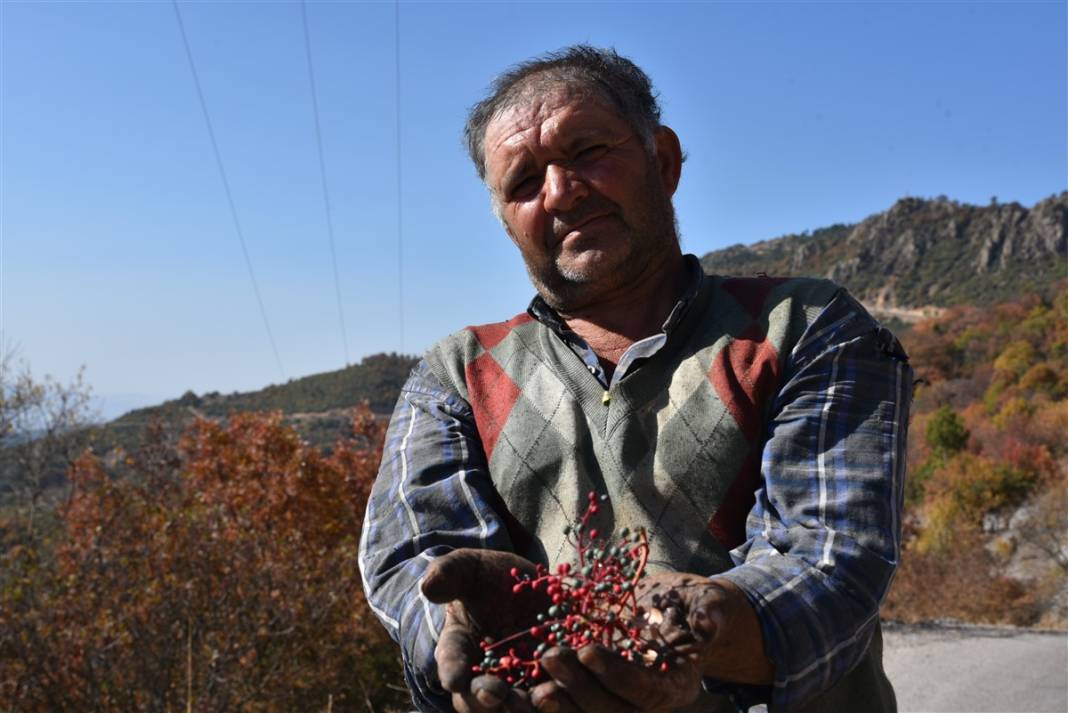 Doğanın hediyesi! İsmini duyan şaşırıyor, faydaları saymakla bitmiyor 9