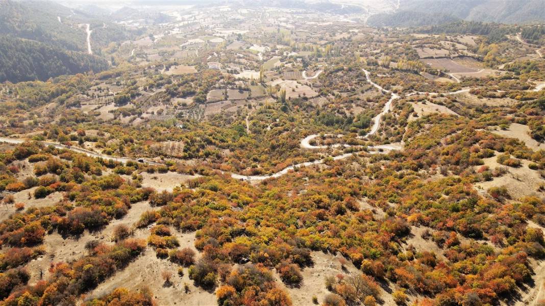 Doğanın hediyesi! İsmini duyan şaşırıyor, faydaları saymakla bitmiyor 4