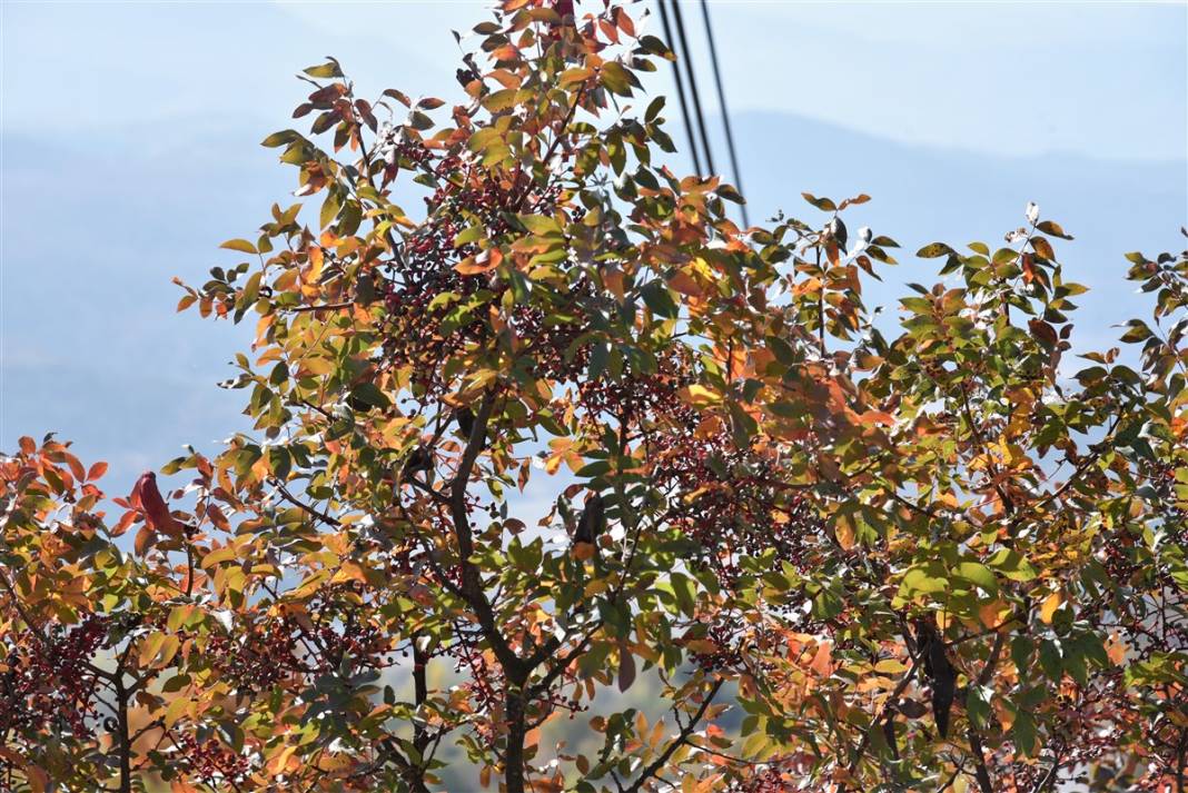 Doğanın hediyesi! İsmini duyan şaşırıyor, faydaları saymakla bitmiyor 2