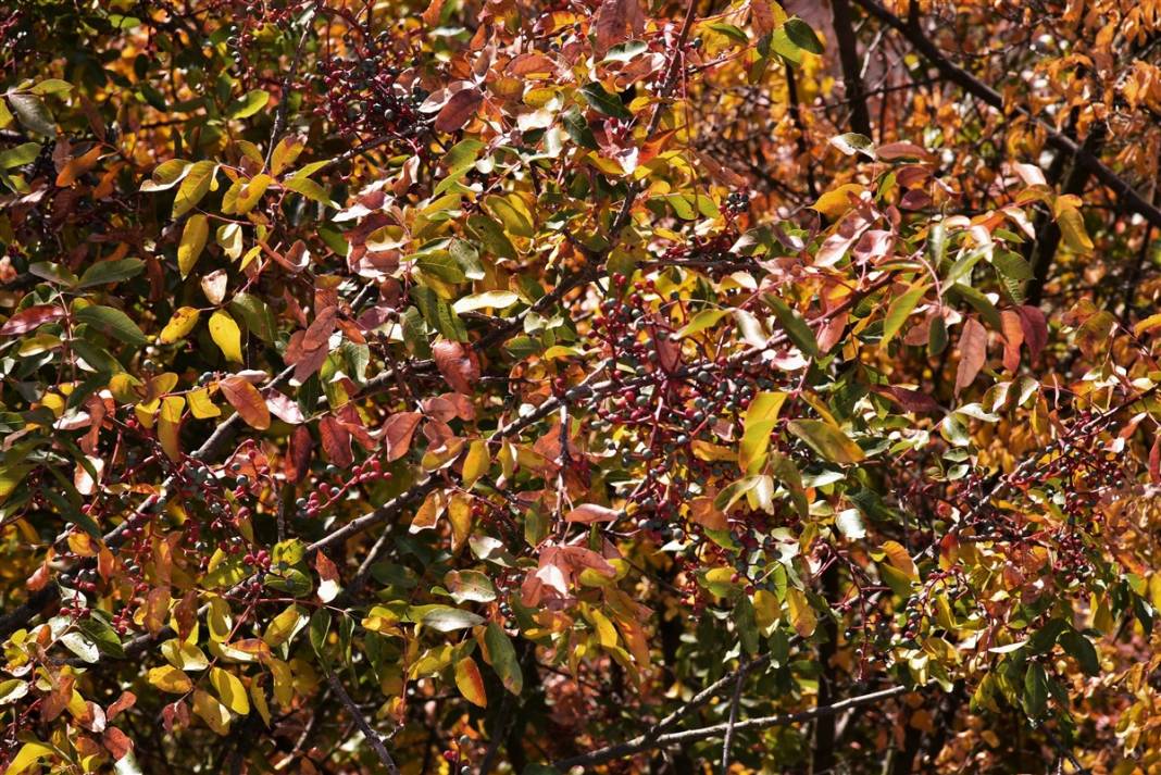 Doğanın hediyesi! İsmini duyan şaşırıyor, faydaları saymakla bitmiyor 1