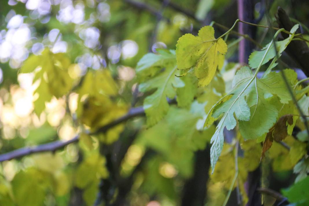 8 bin yıllık miras... UNESCO'nun göz bebeği büyülüyor 5