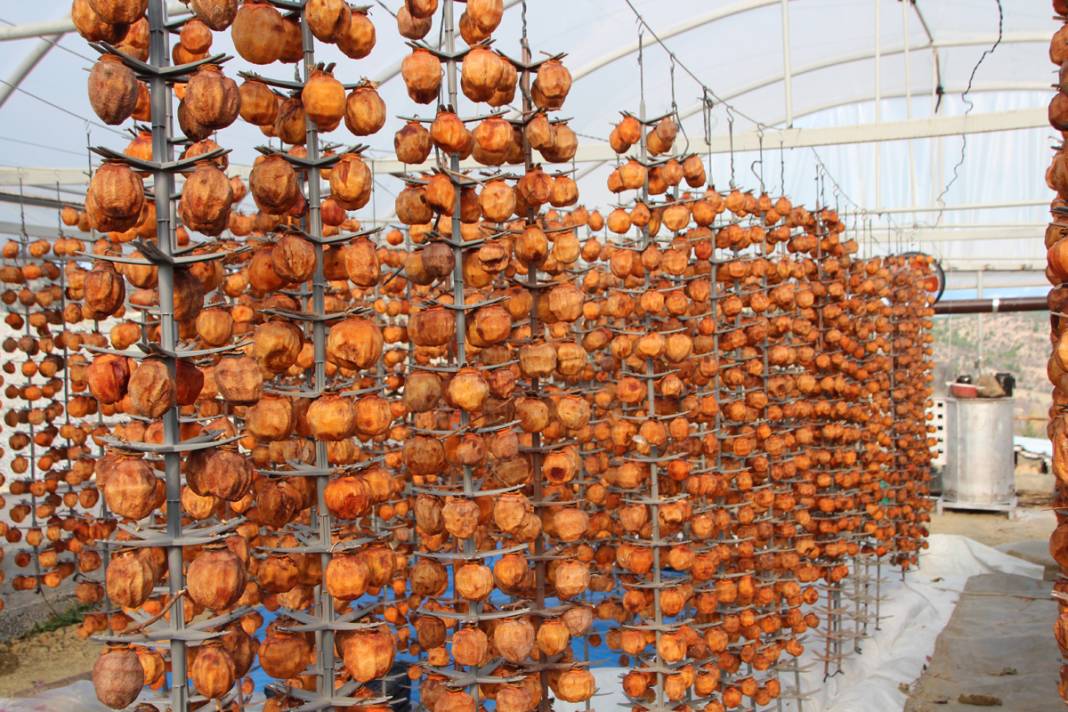 Kurusu yaşından 10 kat daha pahalı! Almak için çevre illerden yola düşüyorlar 2