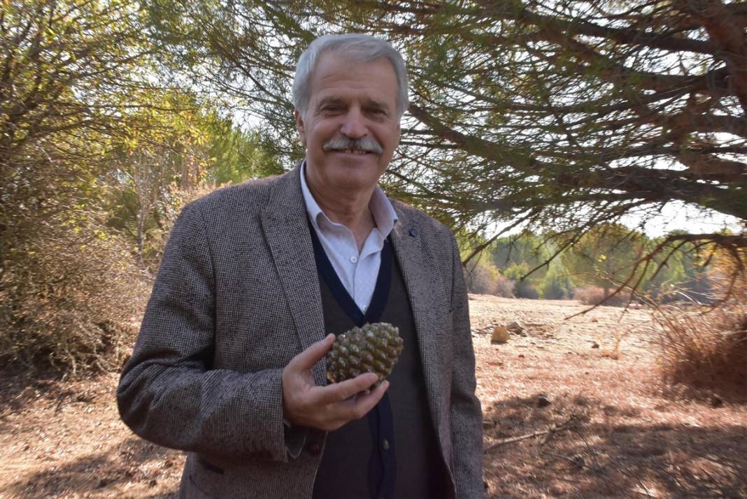 Kilosu bin lira! 25 metrelik ağaçlara tırmanıp sırıklarla topluyorlar 17