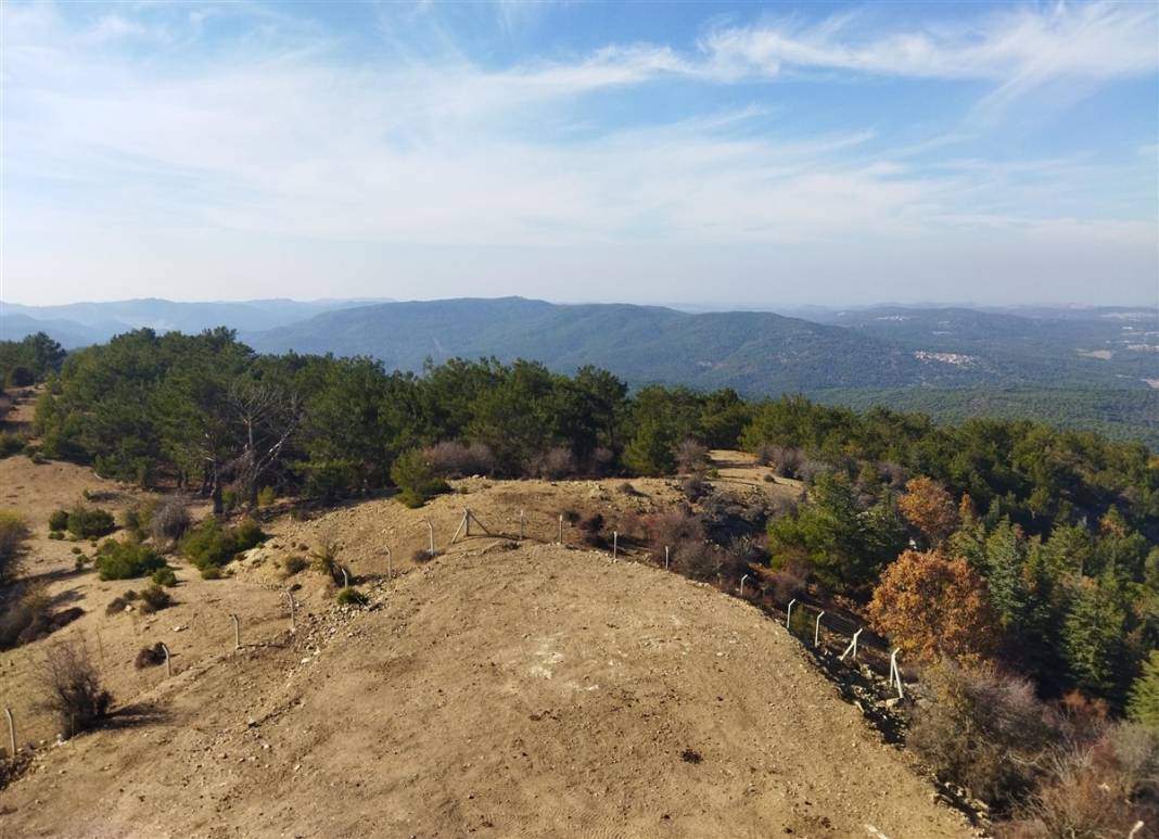 Kilosu bin lira! 25 metrelik ağaçlara tırmanıp sırıklarla topluyorlar 19