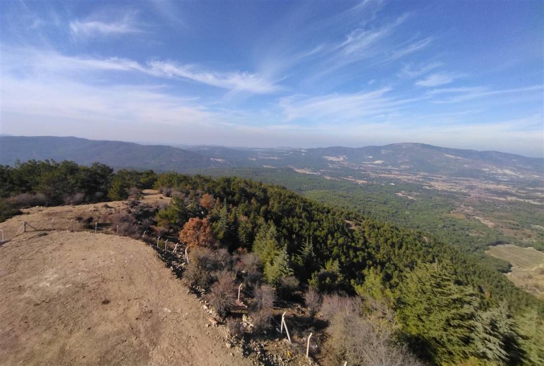 Kilosu bin lira! 25 metrelik ağaçlara tırmanıp sırıklarla topluyorlar 18