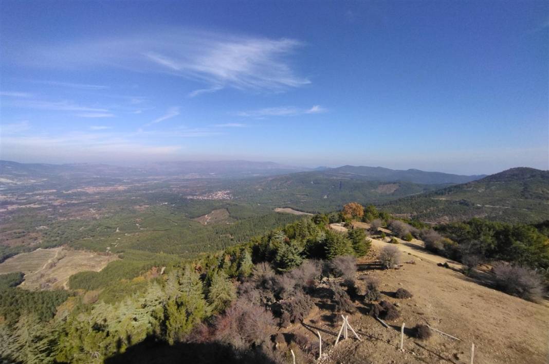 Kilosu bin lira! 25 metrelik ağaçlara tırmanıp sırıklarla topluyorlar 20