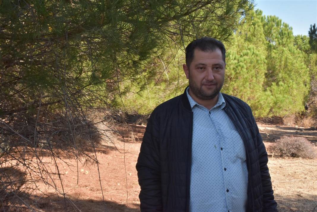 Kilosu bin lira! 25 metrelik ağaçlara tırmanıp sırıklarla topluyorlar 14