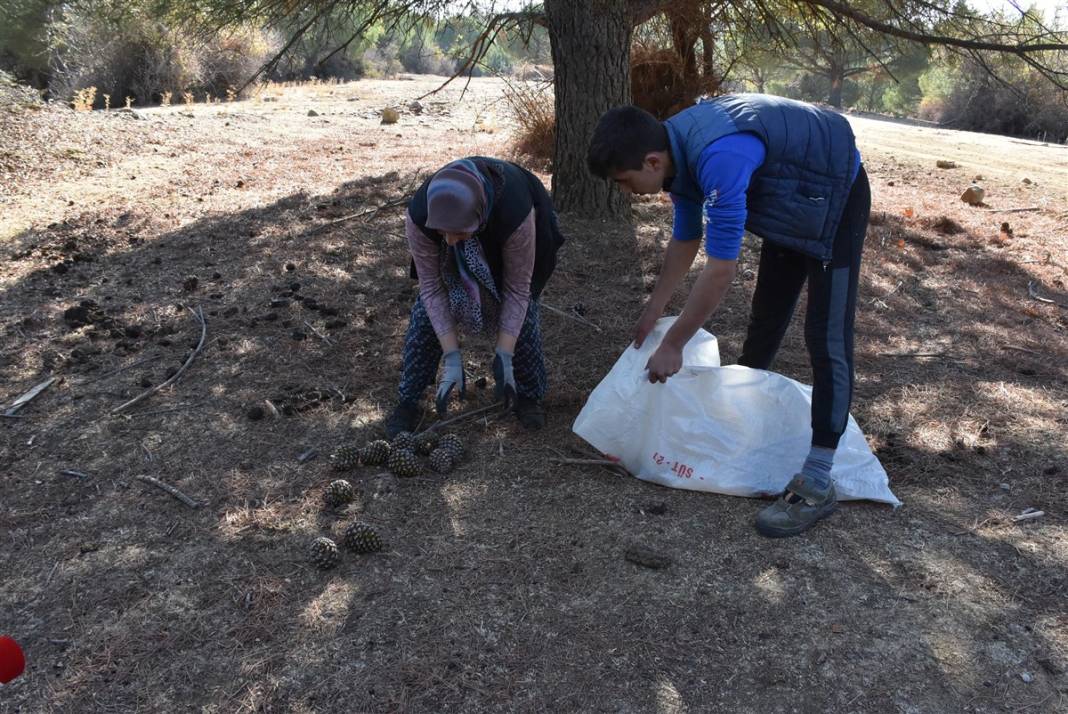 Kilosu bin lira! 25 metrelik ağaçlara tırmanıp sırıklarla topluyorlar 13