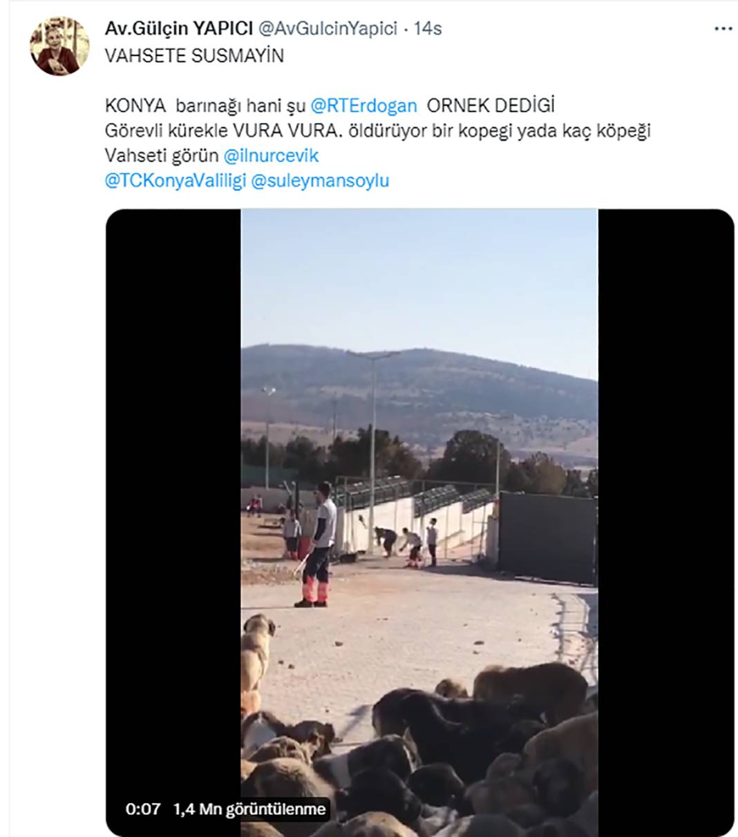 Elleriniz kırılsın! Konya Barınağı'ndaki işkence sosyal medyanın gündeminde 3