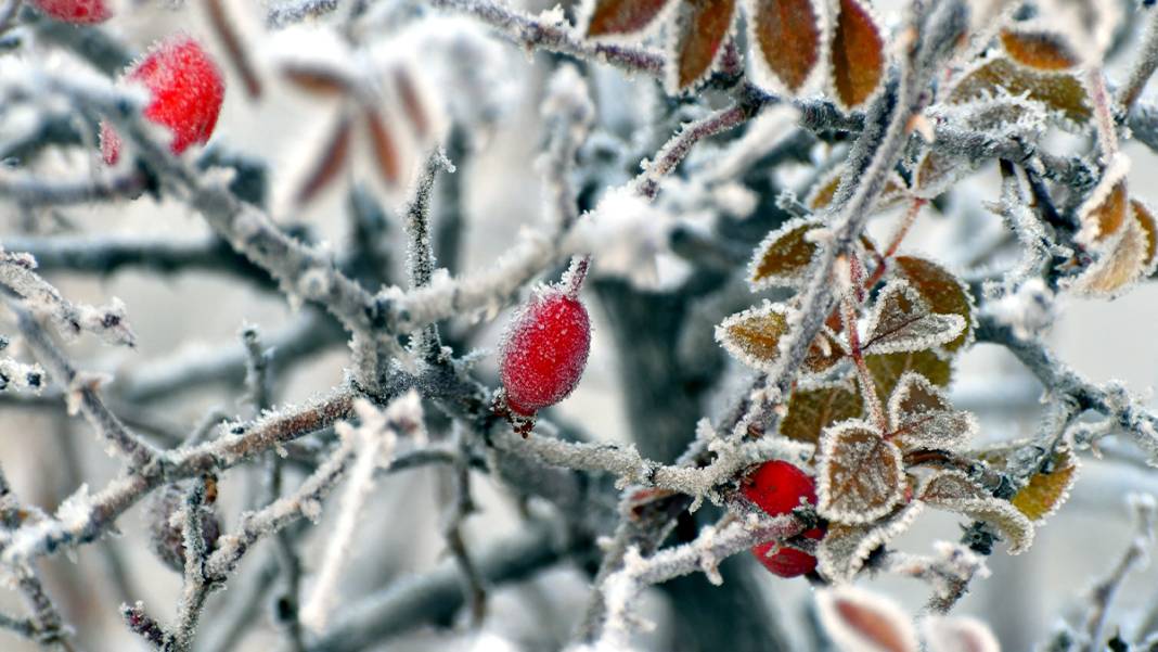 Türkiye'nin 'Sibirya'sı olarak biliniyor: Hava eksi 7'yi gördü, camları buz tuttu 1
