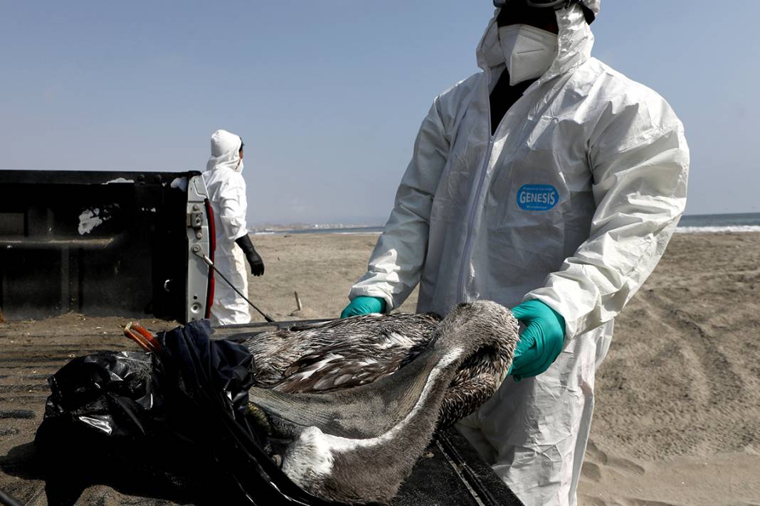 O ülkeden korkunç görüntüler! Ölüleri sahilden topluyorlar 5