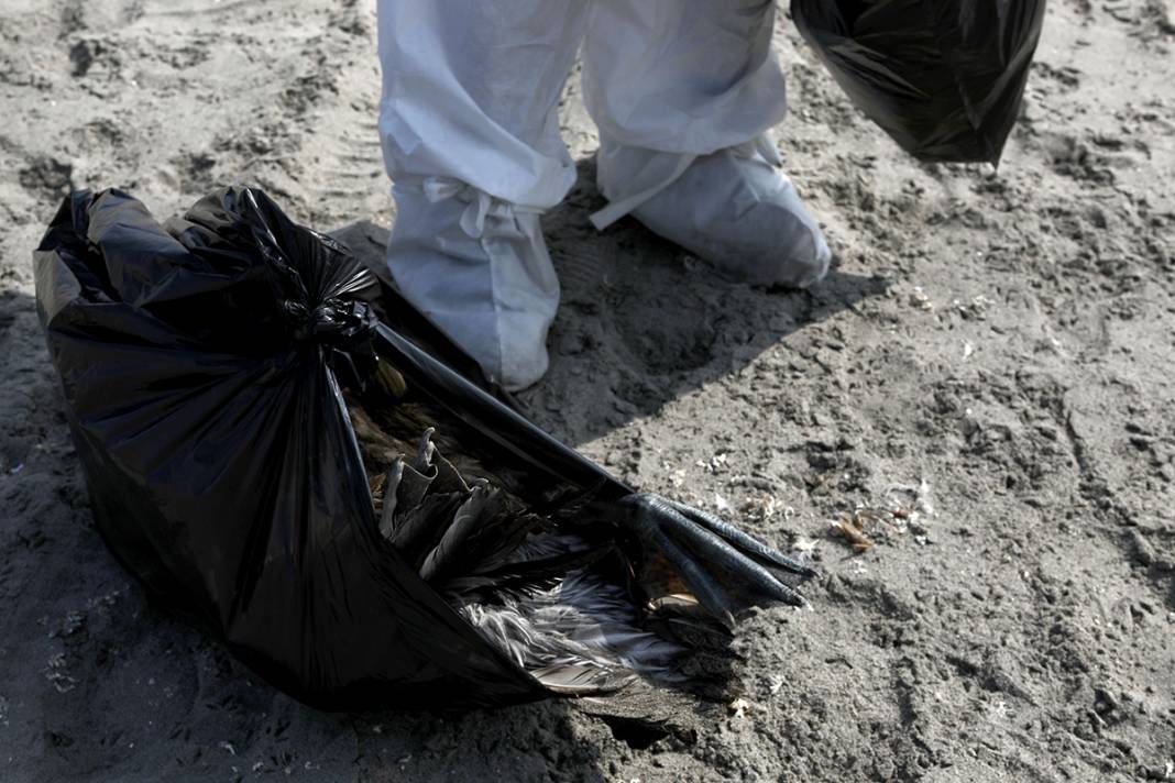 O ülkeden korkunç görüntüler! Ölüleri sahilden topluyorlar 3