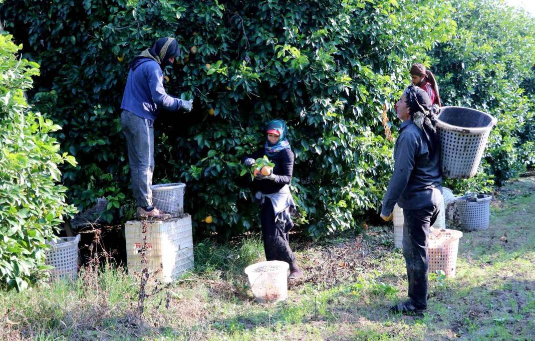 Vitamin deposu Rusların sofrasında: Yüzde 90'ı ihraç ediliyor 2