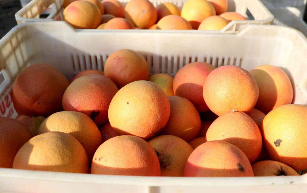 Vitamin deposu Rusların sofrasında: Yüzde 90'ı ihraç ediliyor 6