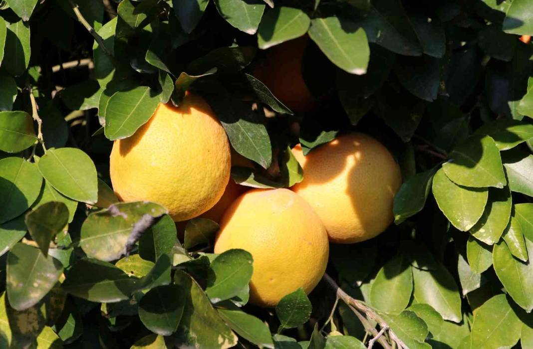 Vitamin deposu Rusların sofrasında: Yüzde 90'ı ihraç ediliyor 4