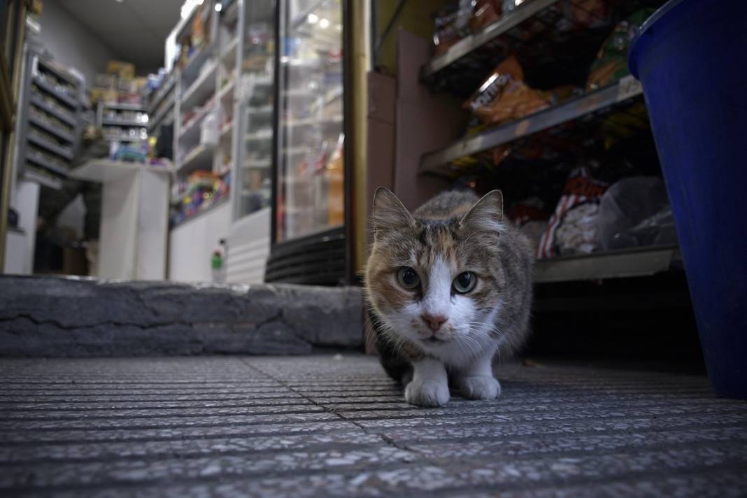 Esnaf ile kedilerin arasındaki samimiyet tebessüm ettirdi: Mamalarını vermeden bana rahat uyku yok 23
