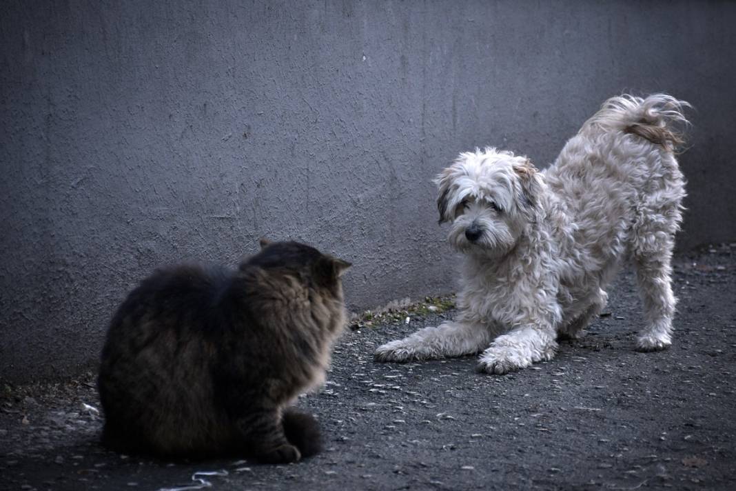 Esnaf ile kedilerin arasındaki samimiyet tebessüm ettirdi: Mamalarını vermeden bana rahat uyku yok 15