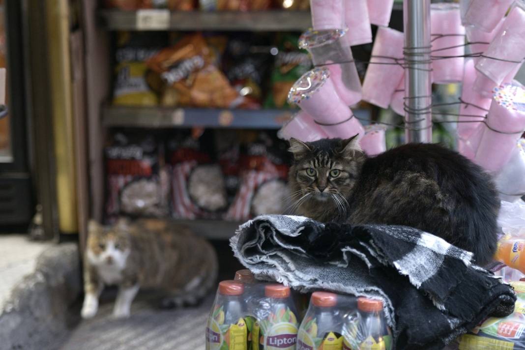 Esnaf ile kedilerin arasındaki samimiyet tebessüm ettirdi: Mamalarını vermeden bana rahat uyku yok 10