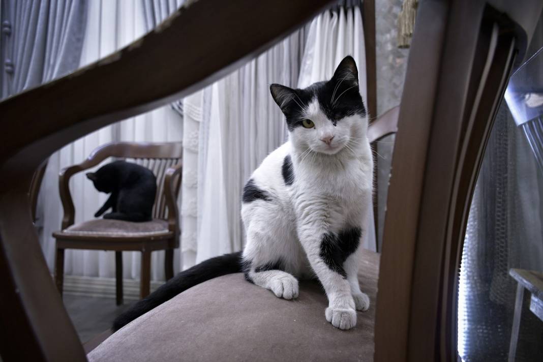 Esnaf ile kedilerin arasındaki samimiyet tebessüm ettirdi: Mamalarını vermeden bana rahat uyku yok 9