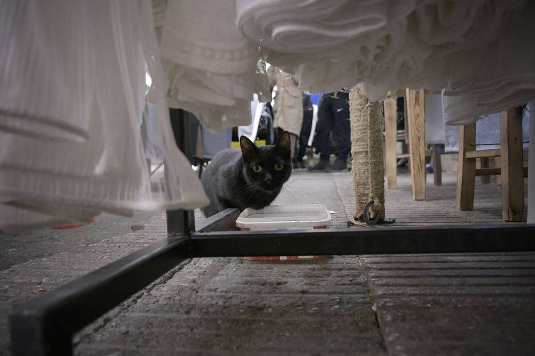 Esnaf ile kedilerin arasındaki samimiyet tebessüm ettirdi: Mamalarını vermeden bana rahat uyku yok 8