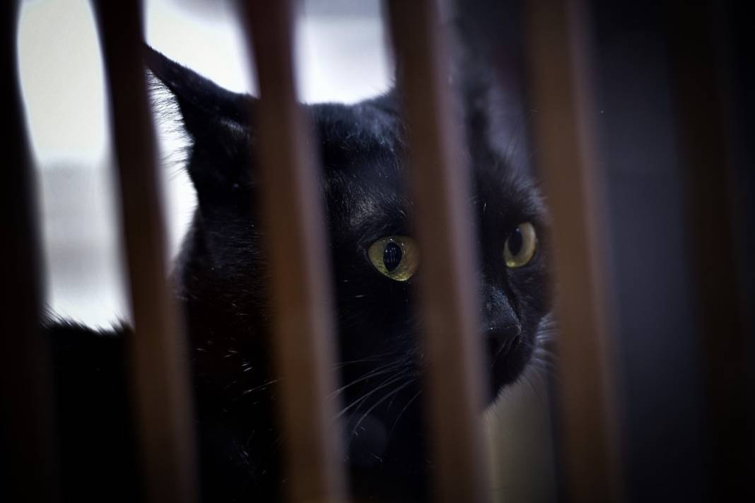 Esnaf ile kedilerin arasındaki samimiyet tebessüm ettirdi: Mamalarını vermeden bana rahat uyku yok 7