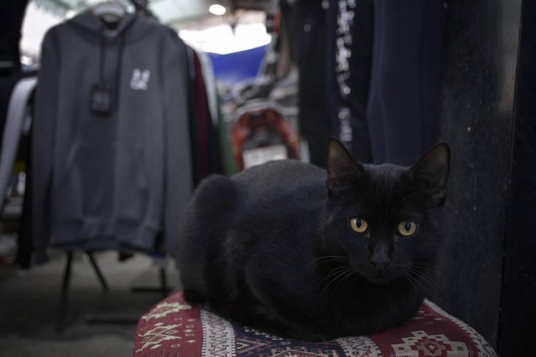 Esnaf ile kedilerin arasındaki samimiyet tebessüm ettirdi: Mamalarını vermeden bana rahat uyku yok 5